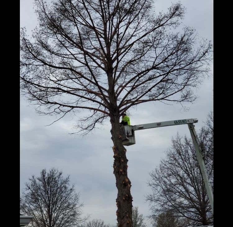 B. Woody's operator in a bucket truck working at the upper crown of a tall tree during a crown reduction job