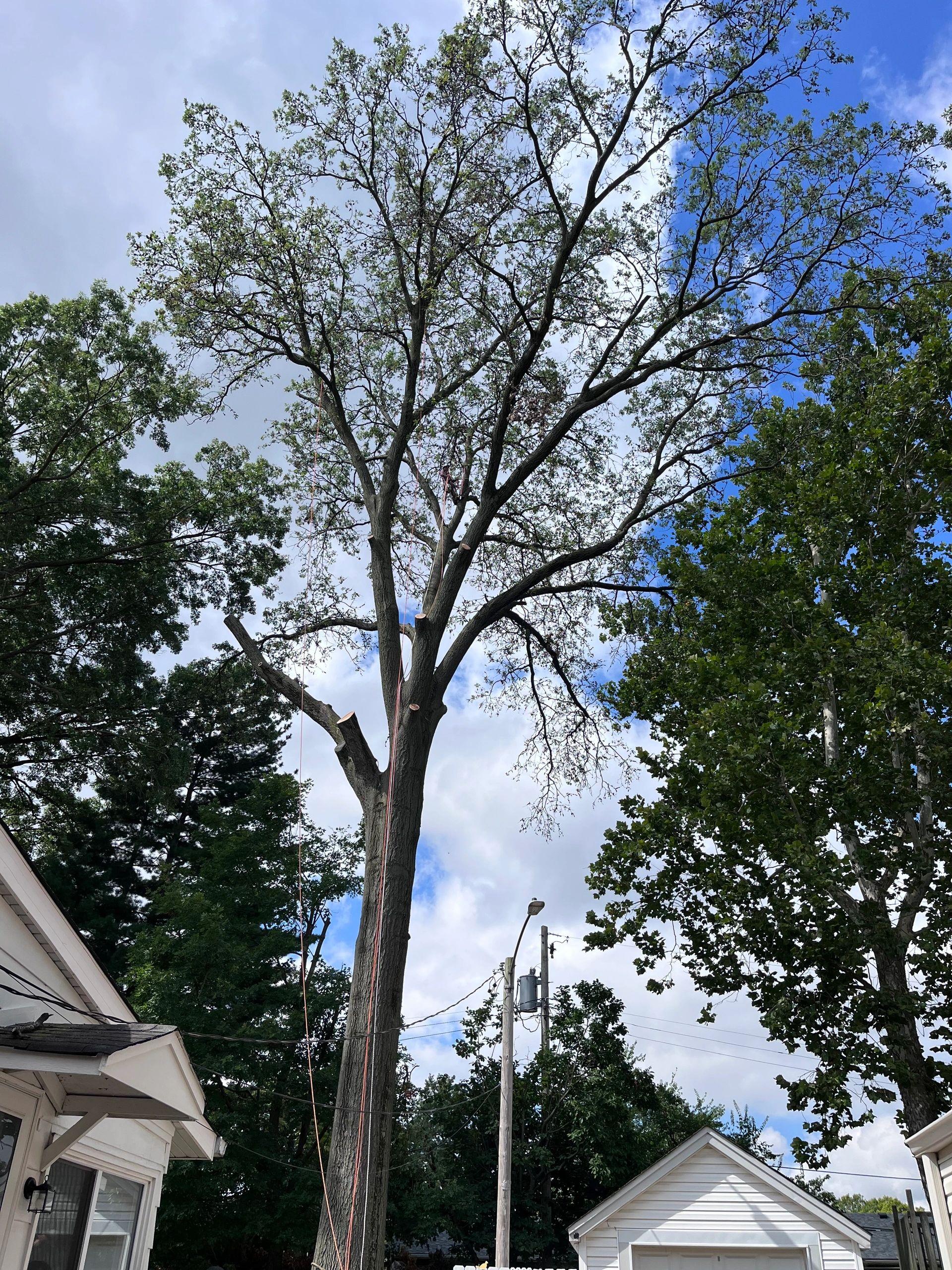 B. Woody's crew removing a large hazardous tree near residential structures