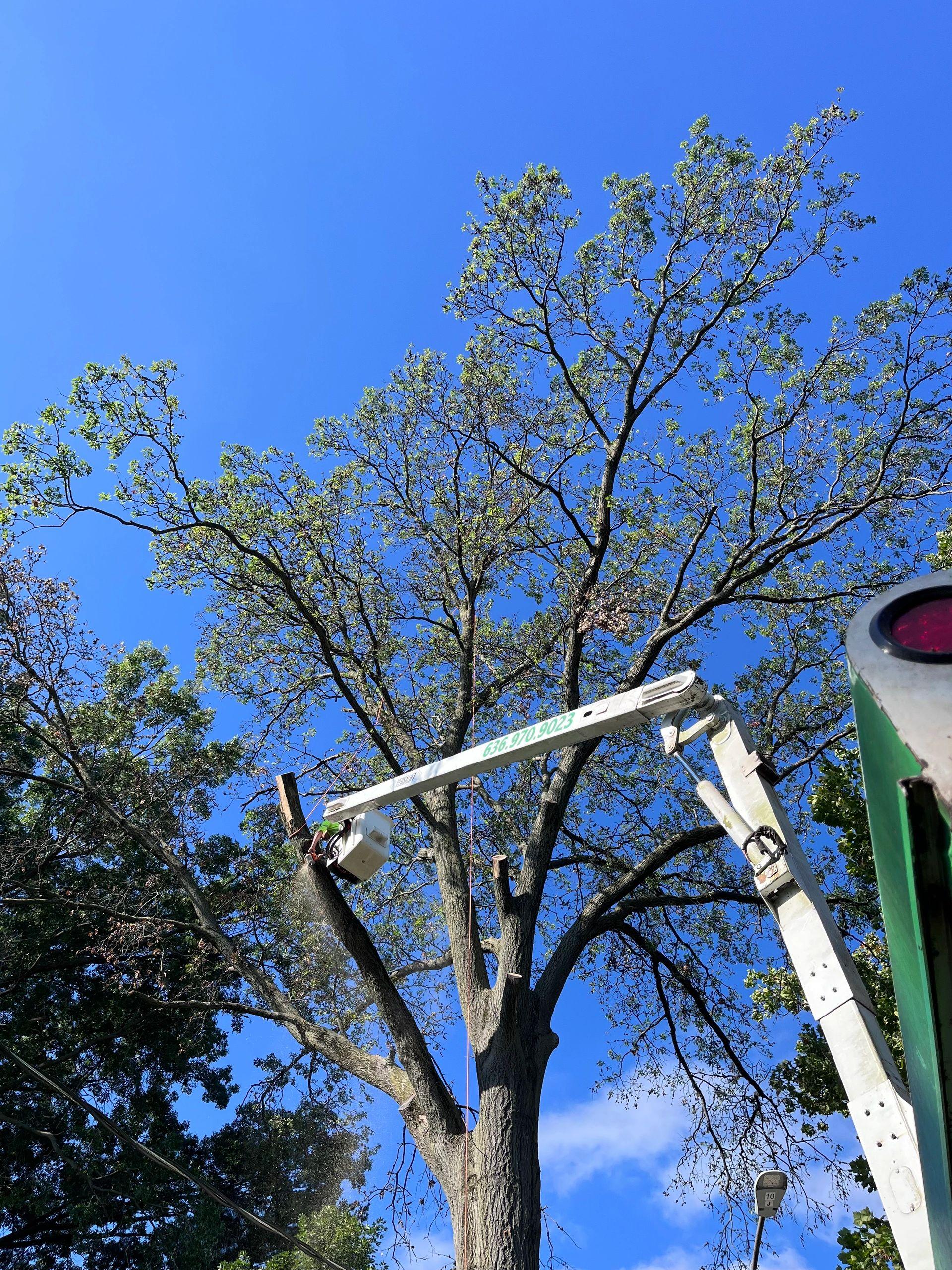 B. Woody's bucket truck inside a large leafy canopy performing deadwood removal