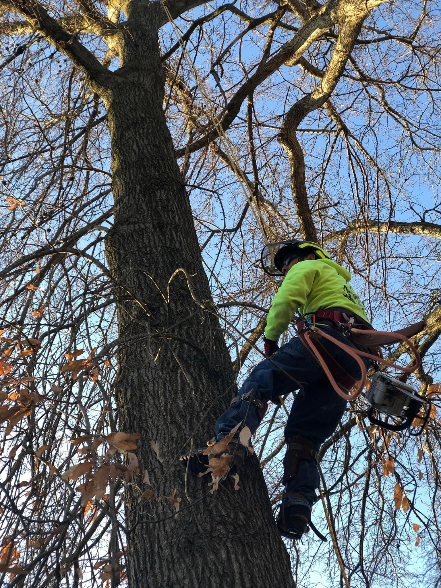 B. Woody's climber roped into a large bare tree in fall, chainsaw ready