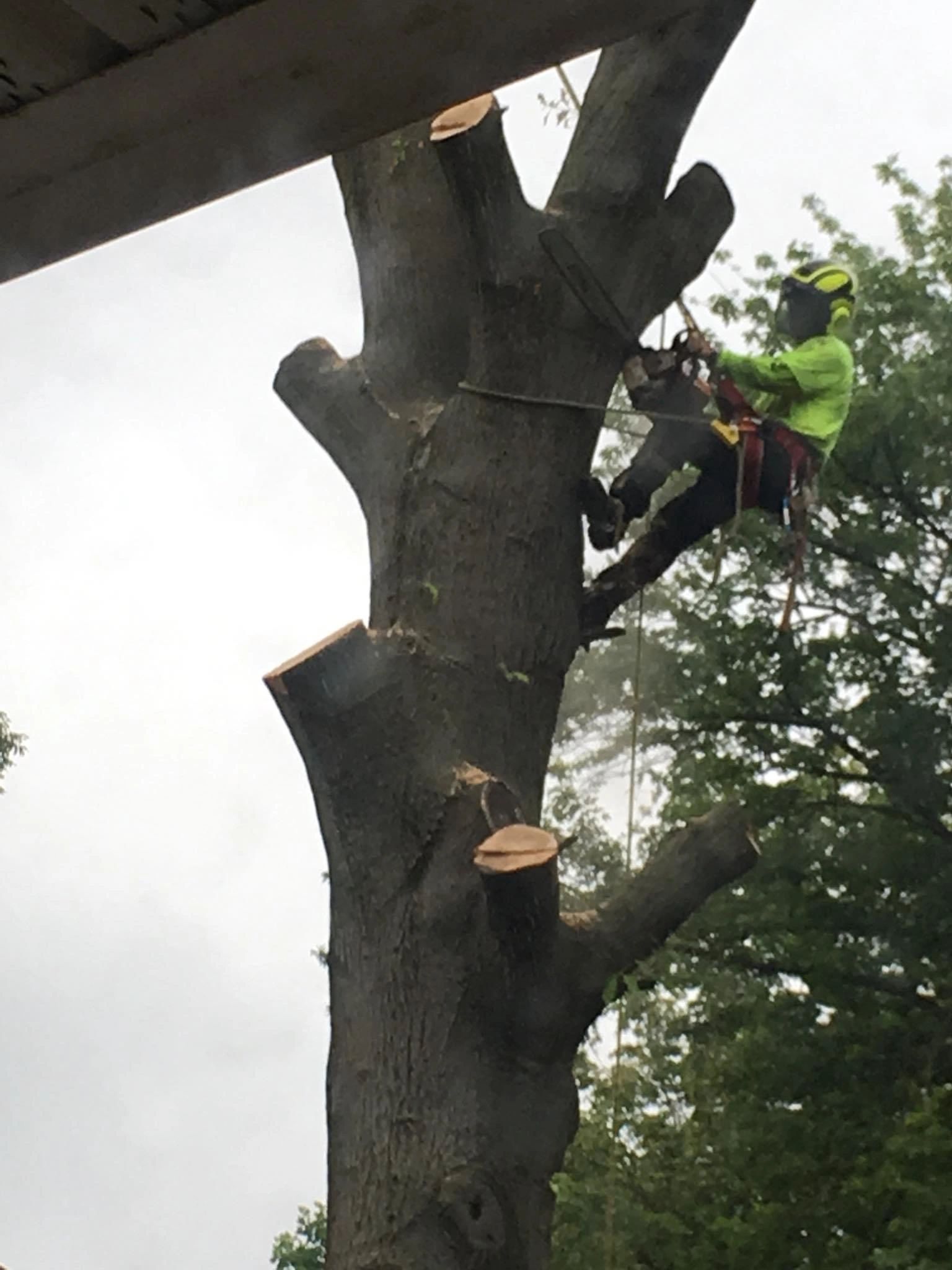 B. Woody's climber with chainsaw high on a massive trunk near a house eave