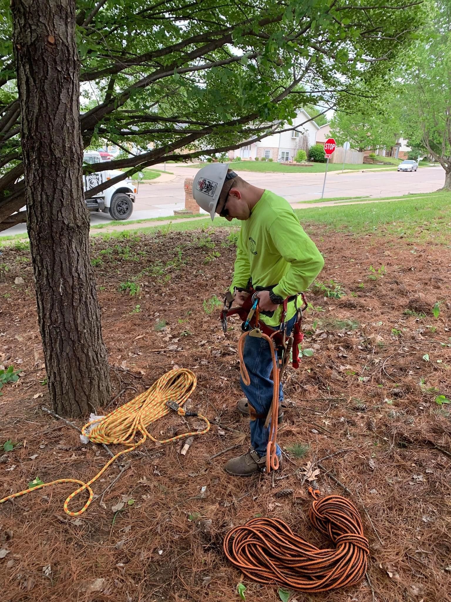 B. Woody's climber in hi-vis gear setting up ropes before ascending a tree