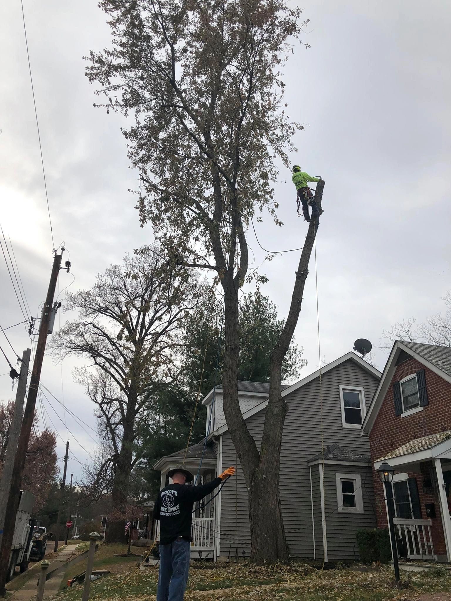 B. Woody's two-man crew — climber high in tree, ground crew directing below