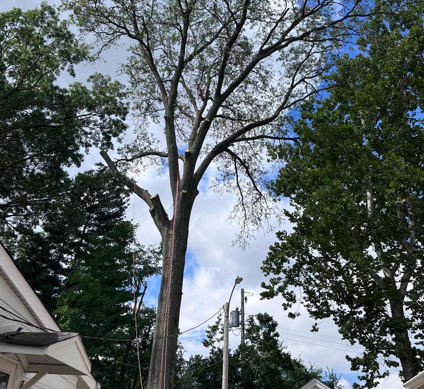 A large hardwood part-way through removal, upper limbs already cut back to stubs with a rigging line running down the trunk