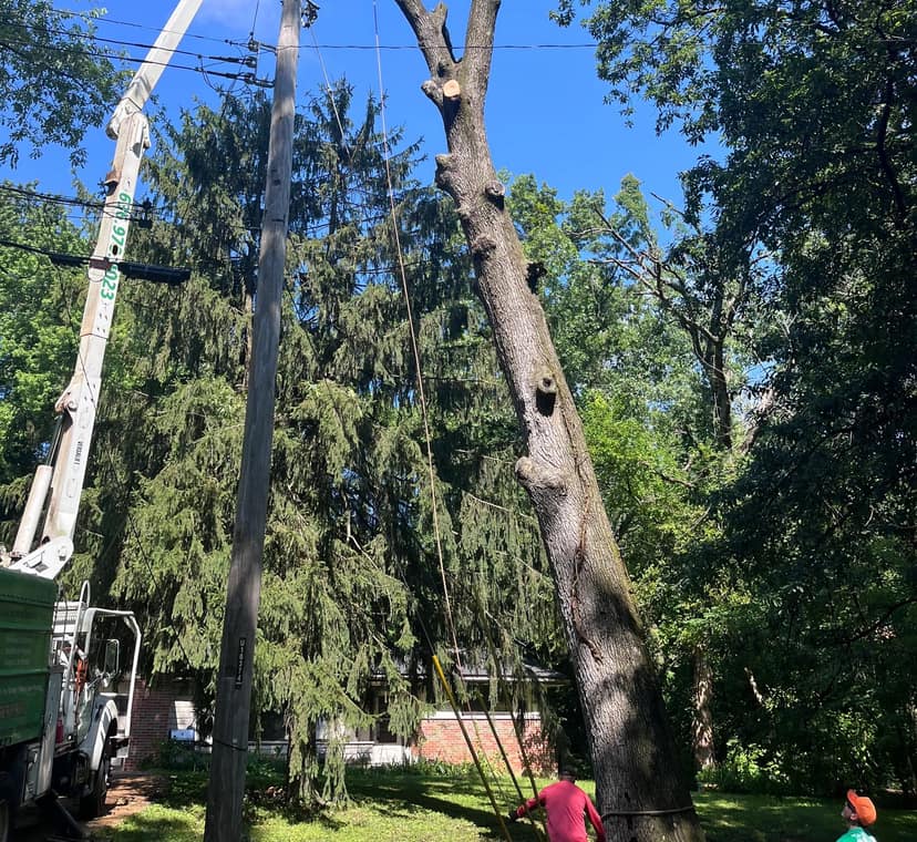 A B. Woody's bucket truck boom raised alongside utility lines to a storm-damaged tree trunk