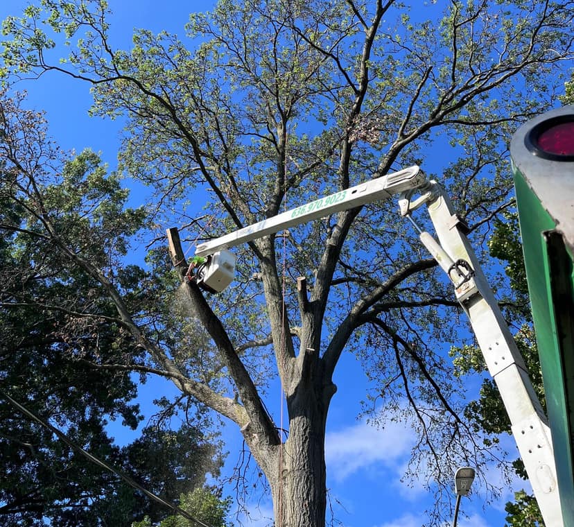 B. Woody's bucket truck inside a large leafy canopy performing deadwood removal
