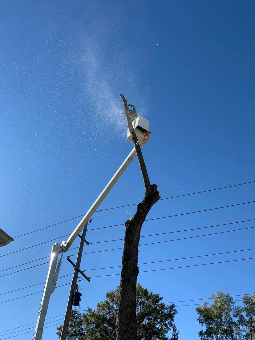 B. Woody's Tree Service operator at the top of a large dead tree, chainsaw in hand, St. Charles County MO