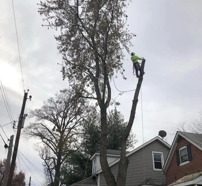 B. Woody's rope climber high in a tall tree during a trimming job