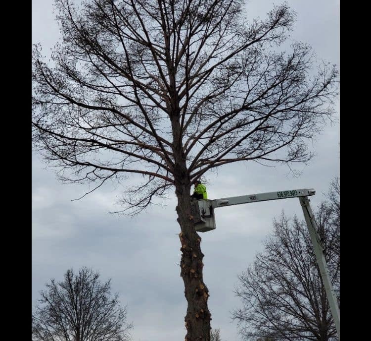 B. Woody's operator in a bucket truck working at the upper crown of a tall tree during a crown reduction job