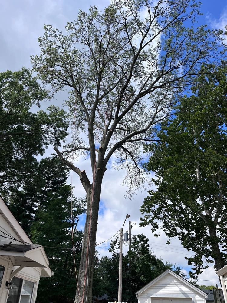 A very tall hazardous tree mid-removal, positioned close to residential structures