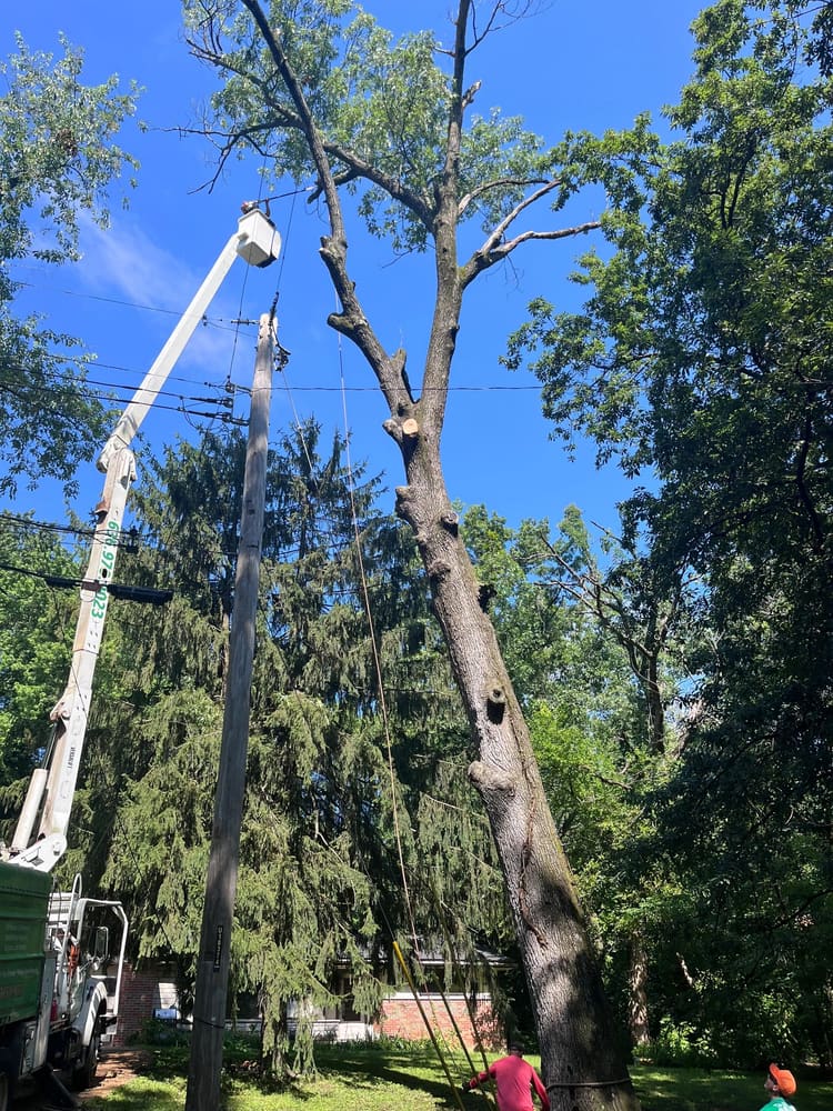 B. Woody's operator in a bucket truck during limb removal near utility lines