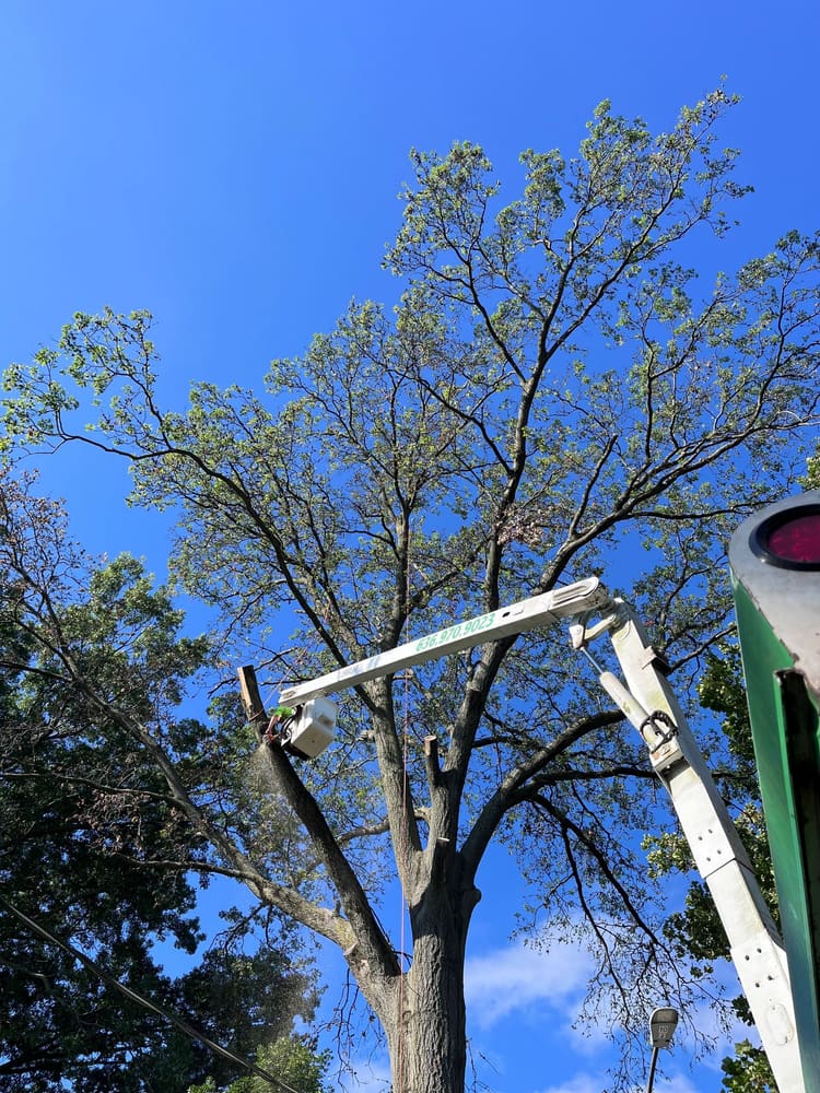B. Woody's bucket truck positioned inside a large leafy spring canopy