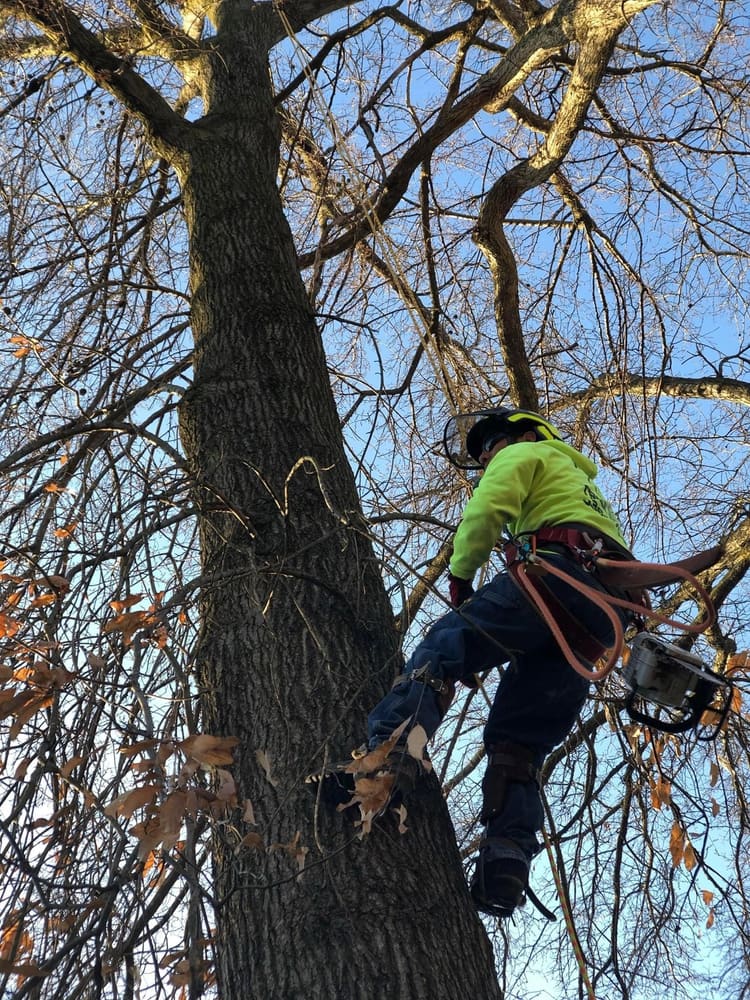 B. Woody's climber roped into a large bare tree in fall, chainsaw ready