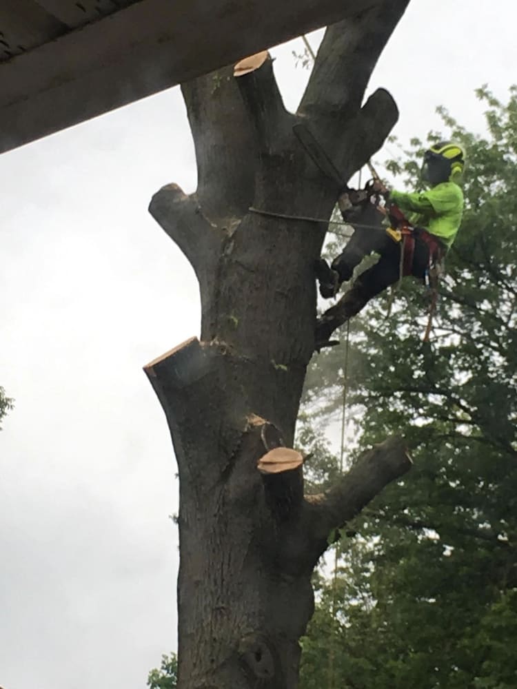 B. Woody's climber with chainsaw high on a massive trunk near a house eave