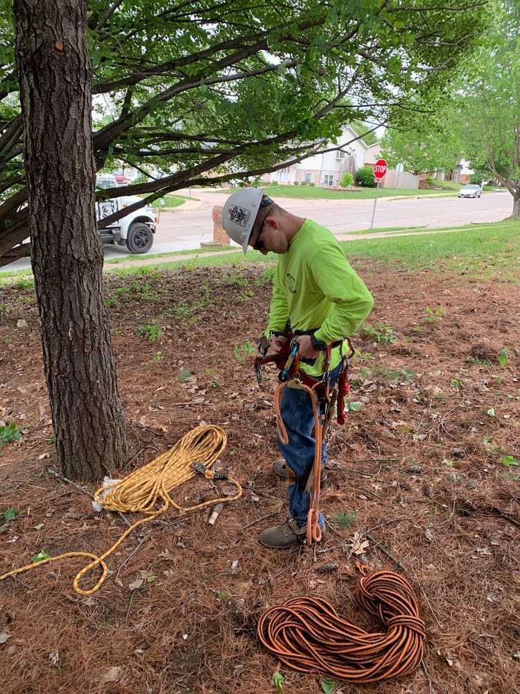 B. Woody's climber in hi-vis gear setting up ropes before ascending a tree