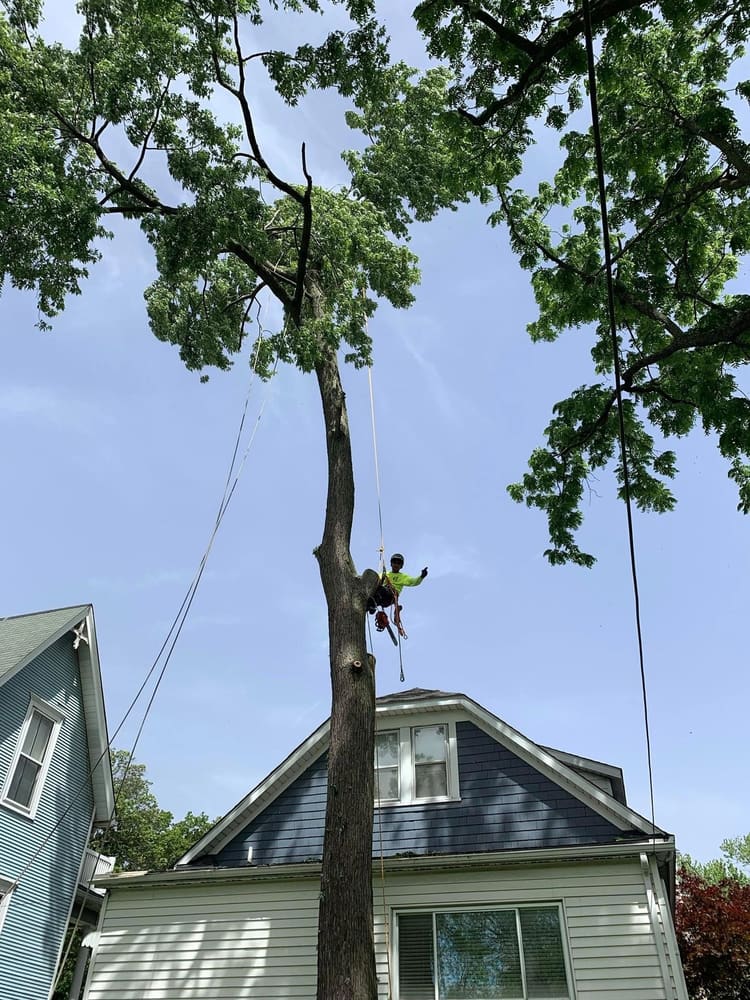 B. Woody's climber roped very high on a tall tree near a residential home