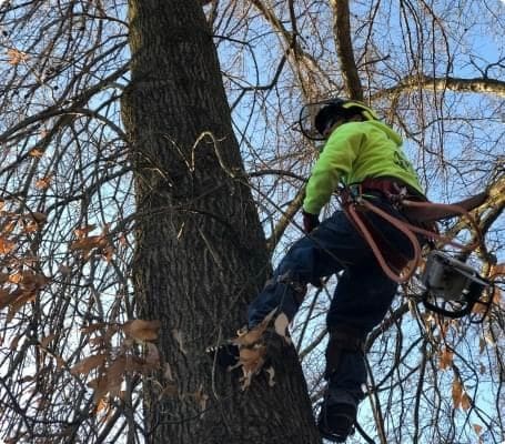 B. Woody's climber ascending a large bare trunk in full fall foliage, chainsaw ready