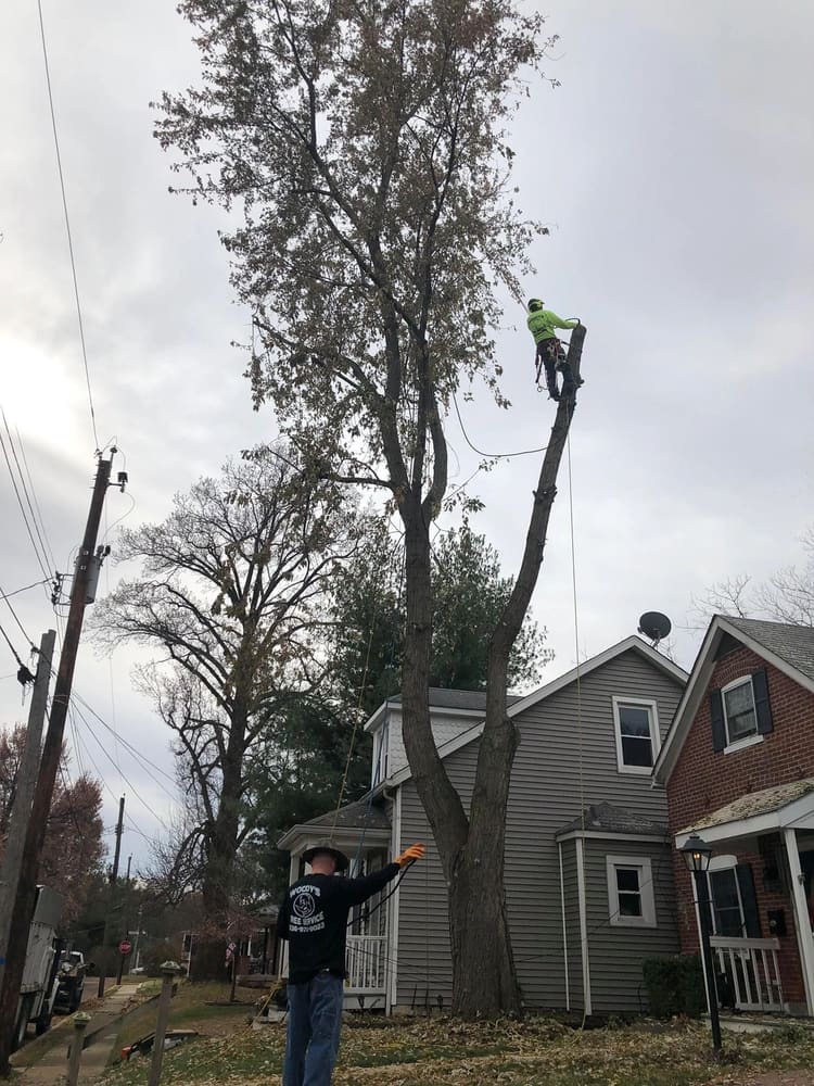 B. Woody's two-man crew — climber high in tree, ground crew directing below