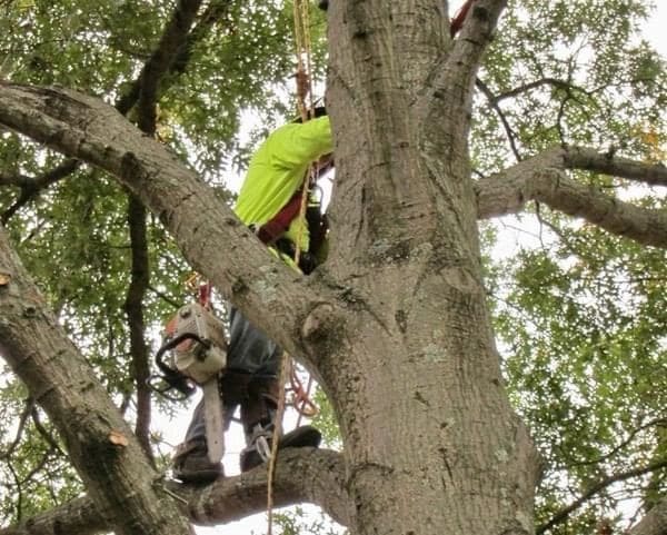 B. Woody's climber in dense summer canopy with chainsaw — close-up
