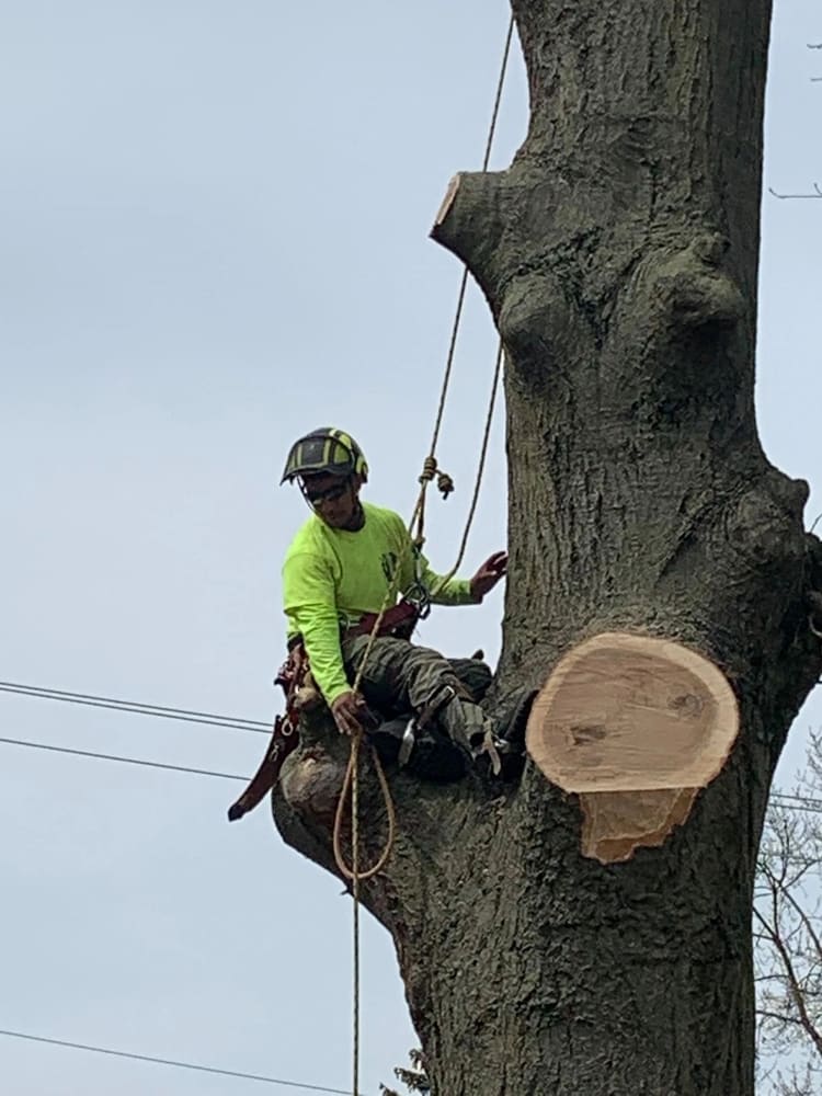 B. Woody's climber in full safety gear seated on a freshly-cut large trunk