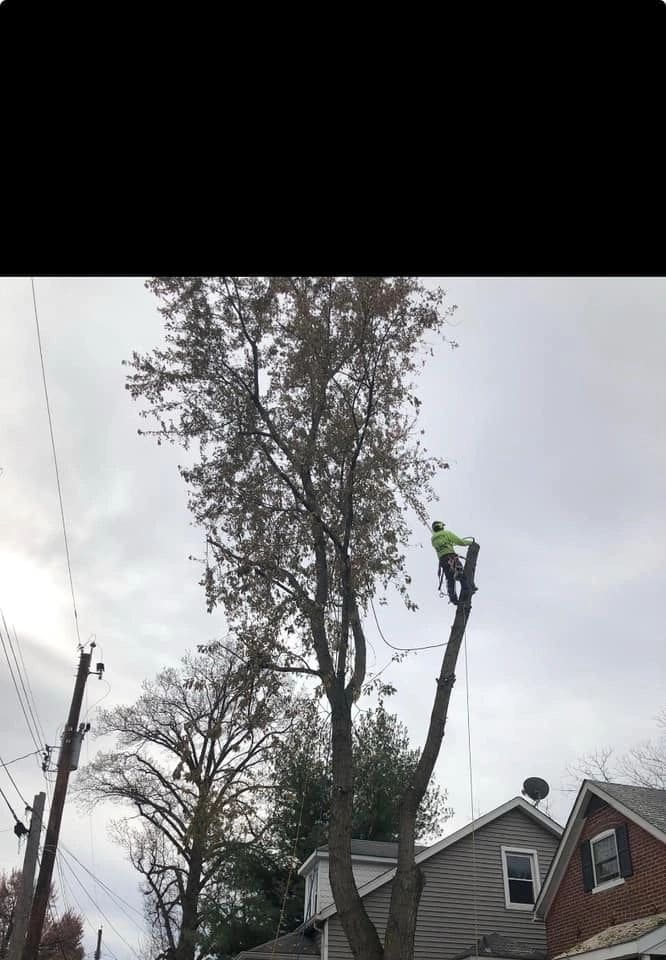 B. Woody's rope climber high in a tall tree, residential homes visible below
